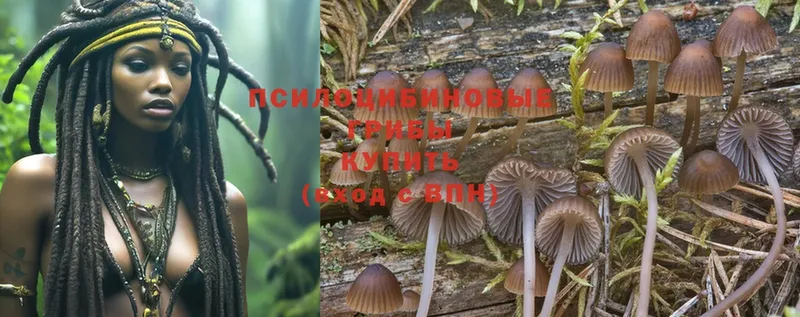 купить наркотики цена  Тулун  Галлюциногенные грибы Magic Shrooms 